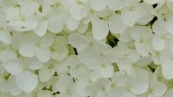Hydrangea Arborescens 'Annabelle' 18 Hydrangea Arborescens 'Annabelle' -Plants Shop pl0000003968 card9 lg