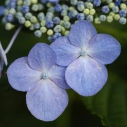 Hydrangea Macrophylla 'Mariesii Perfecta'