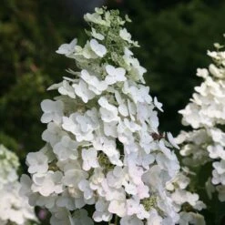 Hydrangea Paniculata 'Unique'