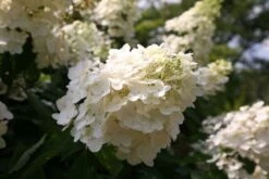 Hydrangea Paniculata 'Unique' -Plants Shop pl0000003988 card4 lg