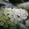 Hydrangea Quercifolia Snow Queen ('Flemygea')