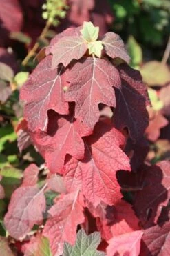 Hydrangea Quercifolia Snow Queen ('Flemygea') -Plants Shop pl0000003990 card3 lg