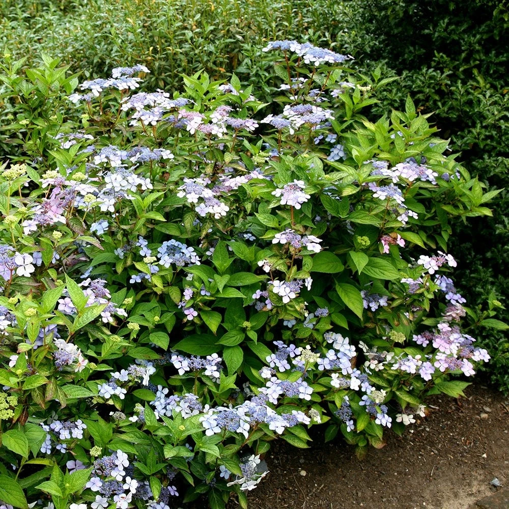 Hydrangea Serrata 'Bluebird' 2 Hydrangea Serrata 'Bluebird' - Image 2