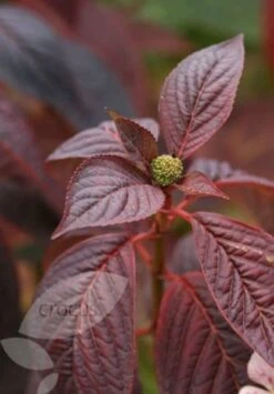 Hydrangea Serrata 'Bluebird' 7 Hydrangea Serrata 'Bluebird' -Plants Shop pl0000003992 card4 lg