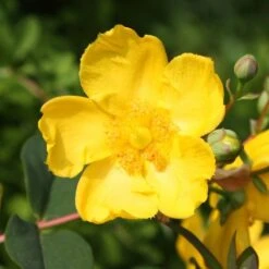 Hypericum × Hidcoteense 'Hidcote'