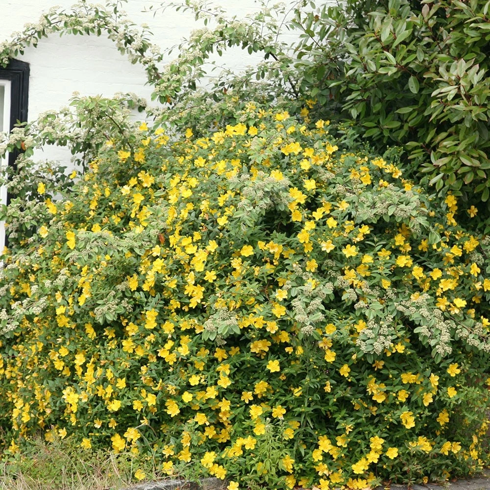 Hypericum × Hidcoteense 'Hidcote' 2 Hypericum × Hidcoteense 'Hidcote' - Image 2