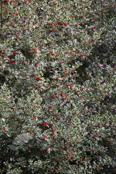 Ilex Aquifolium 'Argentea Marginata' 2 Ilex Aquifolium 'Argentea Marginata' - Image 2