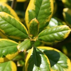 Ilex × Altaclerensis 'Golden King' -Plants Shop pl0000004029 card3 lg
