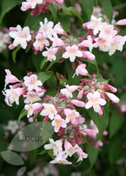 Kolkwitzia Amabilis 'Pink Cloud' -Plants Shop pl0000004041 card3 lg