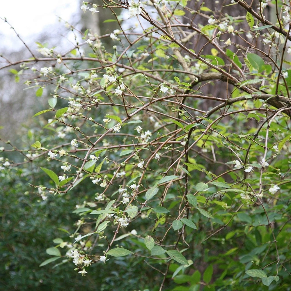 Lonicera × Purpusii 'Winter Beauty' 3 Lonicera × Purpusii 'Winter Beauty' - Image 3