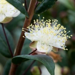 Myrtus Communis Subsp. Tarentina