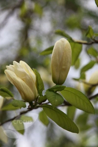 Magnolia 'Elizabeth' 3 Magnolia 'Elizabeth' - Image 3
