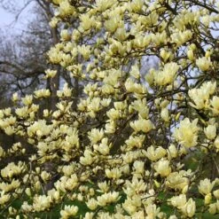 Magnolia 'Elizabeth' 8 Magnolia 'Elizabeth' -Plants Shop pl0000004122 card4 lg