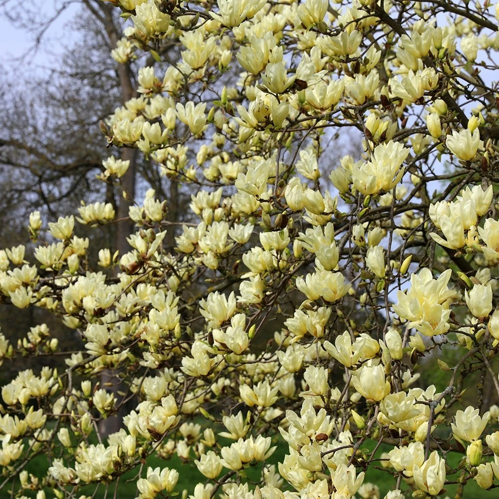 Magnolia 'Elizabeth' 4 Magnolia 'Elizabeth' - Image 4