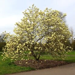 Magnolia 'Elizabeth' 9 Magnolia 'Elizabeth' -Plants Shop pl0000004122 card5 lg