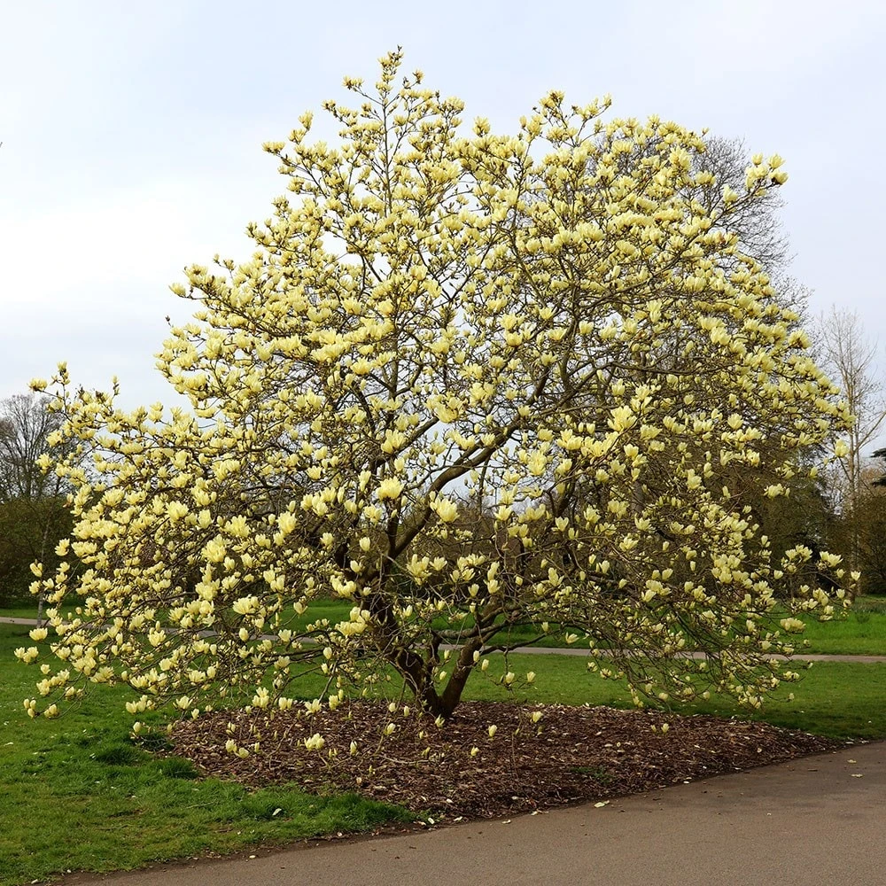 Magnolia 'Elizabeth' 5 Magnolia 'Elizabeth' - Image 5