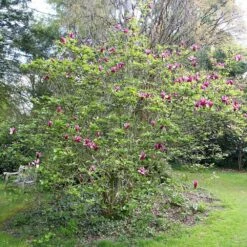 Magnolia Liliiflora 'Nigra' 6 Magnolia Liliiflora 'Nigra' -Plants Shop pl0000004135 card3 lg