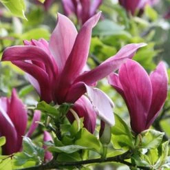 Magnolia Liliiflora 'Nigra' 7 Magnolia Liliiflora 'Nigra' -Plants Shop pl0000004135 card4 lg