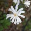 Magnolia Stellata