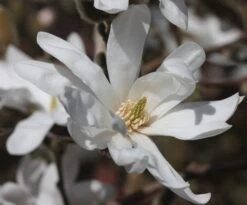 Magnolia Stellata -Plants Shop pl0000004139 card3 lg