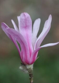 Magnolia × Loebneri 'Leonard Messel' -Plants Shop pl0000004144 card3 lg