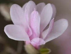 Magnolia × Loebneri 'Leonard Messel' -Plants Shop pl0000004144 card4 lg