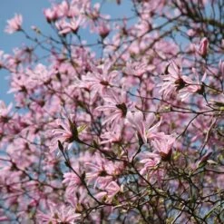Magnolia × Loebneri 'Leonard Messel' -Plants Shop pl0000004144 card5 lg