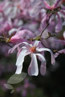 Magnolia × Loebneri 'Leonard Messel' -Plants Shop pl0000004144 card6 lg