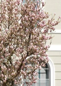 Magnolia × Soulangeana 6 Magnolia × Soulangeana -Plants Shop pl0000004146 card3 lg