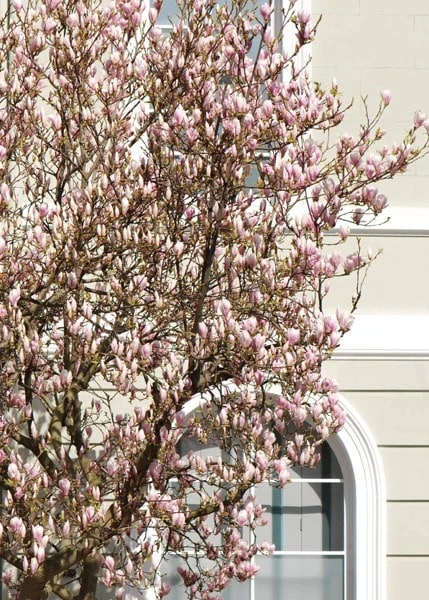 Magnolia × Soulangeana 3 Magnolia × Soulangeana - Image 3