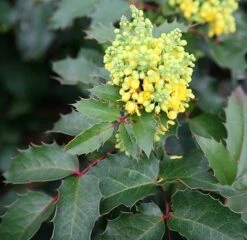 Mahonia Aquifolium 'Apollo' 5 Mahonia Aquifolium 'Apollo' -Plants Shop pl0000004154 card3 lg