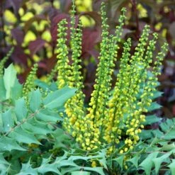 Mahonia × Media 'Winter Sun' -Plants Shop pl0000004161 card3 lg
