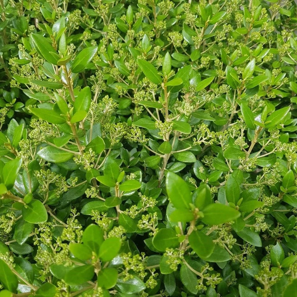 Olearia × Haastii 2 Olearia × Haastii - Image 2