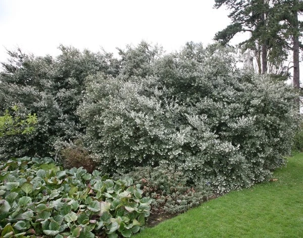 Osmanthus × Burkwoodii 2 Osmanthus × Burkwoodii - Image 2