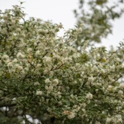 Osmanthus × Burkwoodii 6 Osmanthus × Burkwoodii -Plants Shop pl0000004171 card4 lg