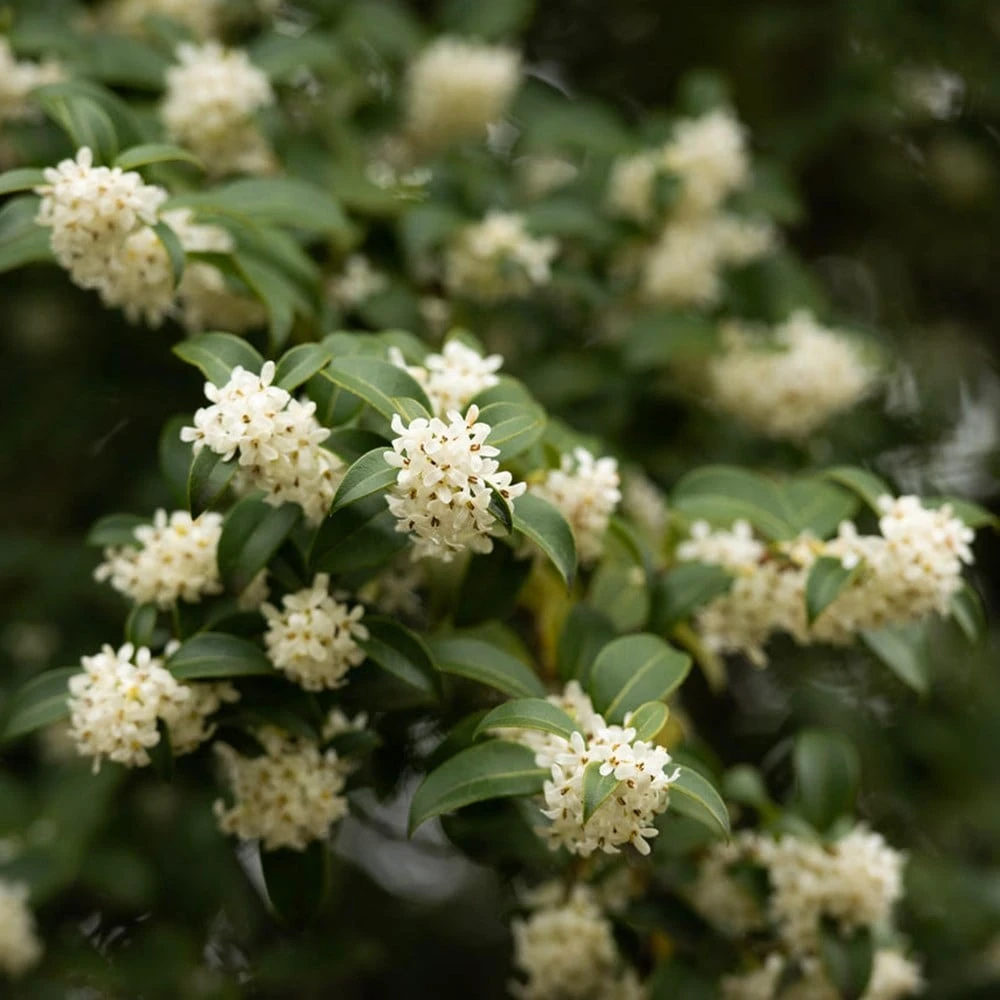 Osmanthus × Burkwoodii 4 Osmanthus × Burkwoodii - Image 4