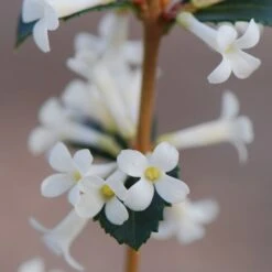 Osmanthus Delavayi