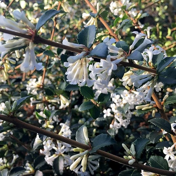 Osmanthus Delavayi 2 Osmanthus Delavayi - Image 2