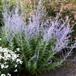 Perovskia 'Blue Spire' -Plants Shop pl0000004182 card4 lg