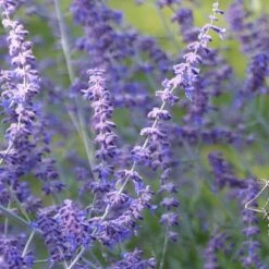 Perovskia 'Blue Spire' -Plants Shop pl0000004182 card5 lg