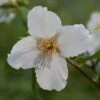 Philadelphus 'Belle Étoile'