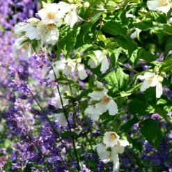 Philadelphus 'Belle Étoile' -Plants Shop pl0000004184 card3 lg