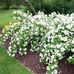 Philadelphus 'Belle Étoile' -Plants Shop pl0000004184 card4 lg