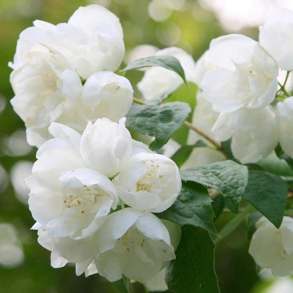 Philadelphus 'Virginal' 1 Philadelphus 'Virginal'