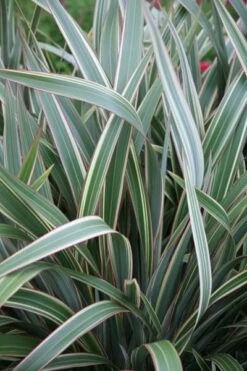 Phormium Cookianum Subsp. Hookeri 'Tricolor' -Plants Shop pl0000004203 card3 lg