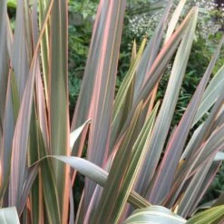 Phormium 'Maori Queen' -Plants Shop pl0000004214 card3 lg