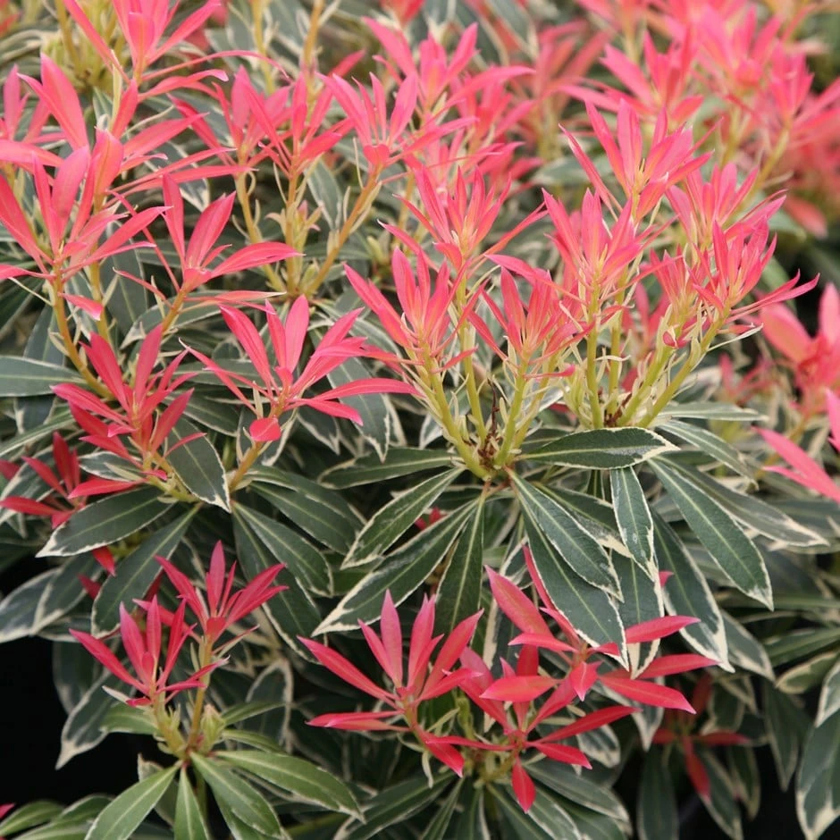 Pieris 'Flaming Silver' 1 Pieris 'Flaming Silver'