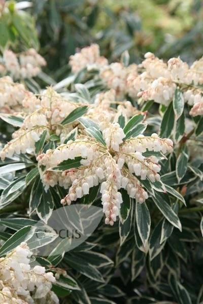 Pieris 'Flaming Silver' 2 Pieris 'Flaming Silver' - Image 2