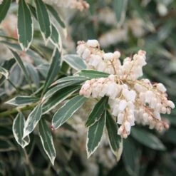 Pieris 'Flaming Silver' 5 Pieris 'Flaming Silver' -Plants Shop pl0000004236 card3 lg