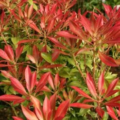 Pieris 'Forest Flame'